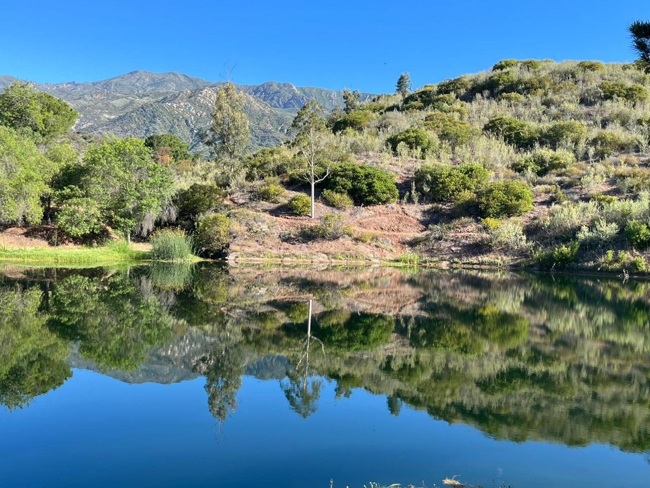 Lake and forest landscape