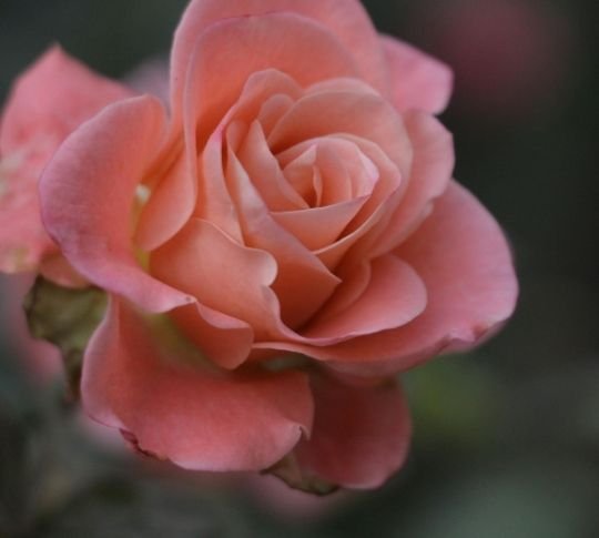 Rose on a white background